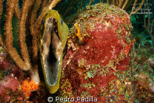 Big mouth 
Nikon D80 with 2 ikelite strobe + 15mm lens, ... by Pedro Padilla 